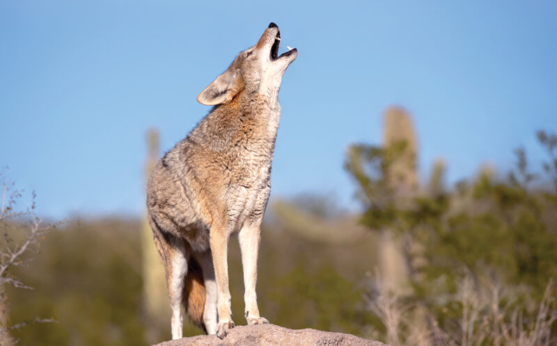 An Adaptive Species: Rural and Urban Coyotes